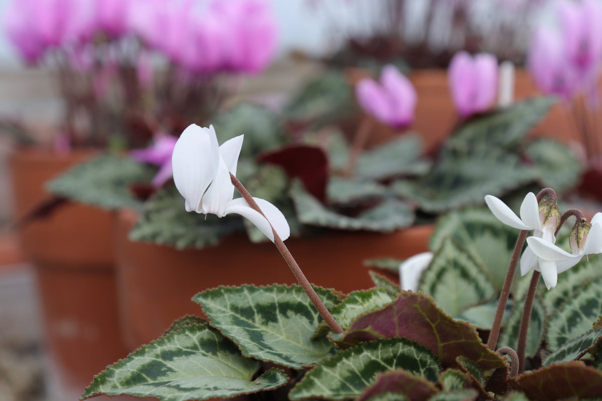 Cyclamen graecum subsp. graecum forma album Seed
