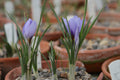 Crocus biflorus species nova BATM-385