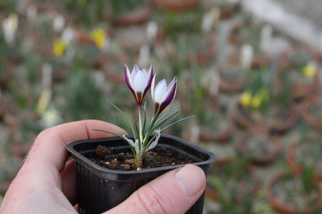 Crocus ionopharynx