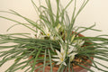 Ornithogalum sibthorpii