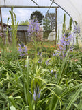 Camassia 'Zwanenburg'