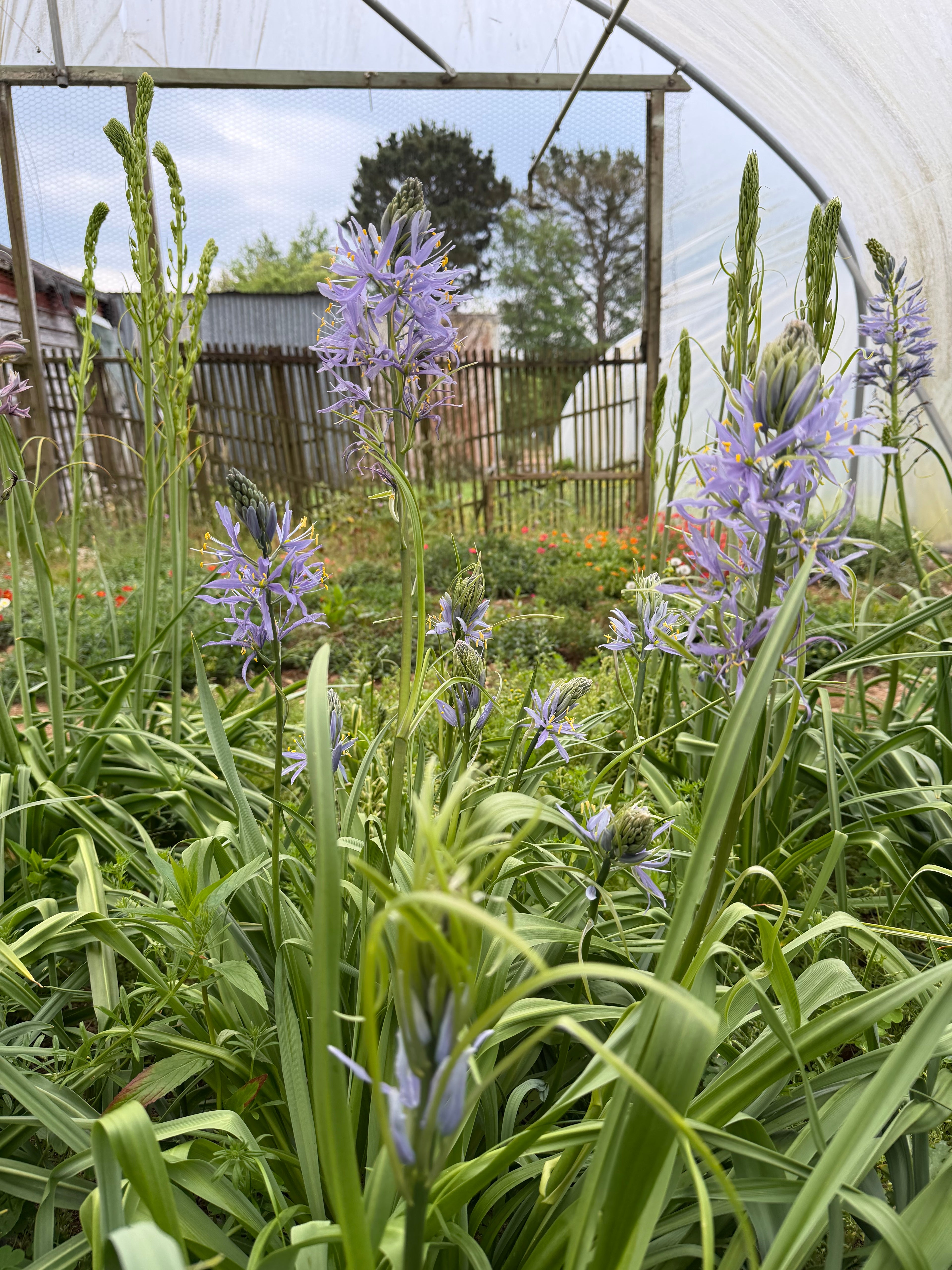 Camassia 'Zwanenburg'