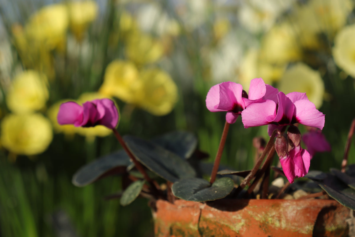 Cyclamen alpinum