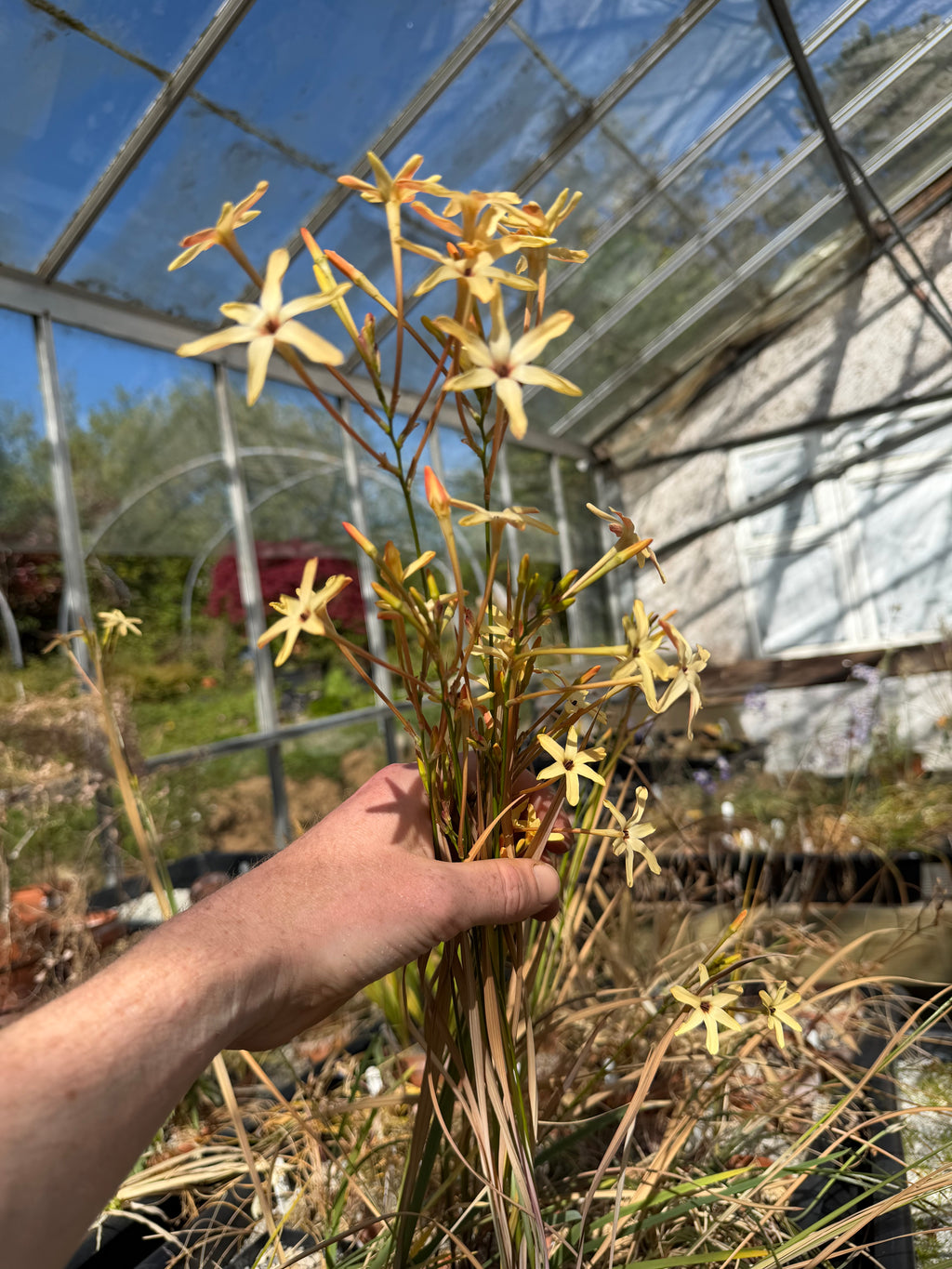Ixia paniculata