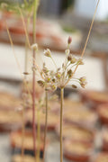 Allium autumnale OP211197