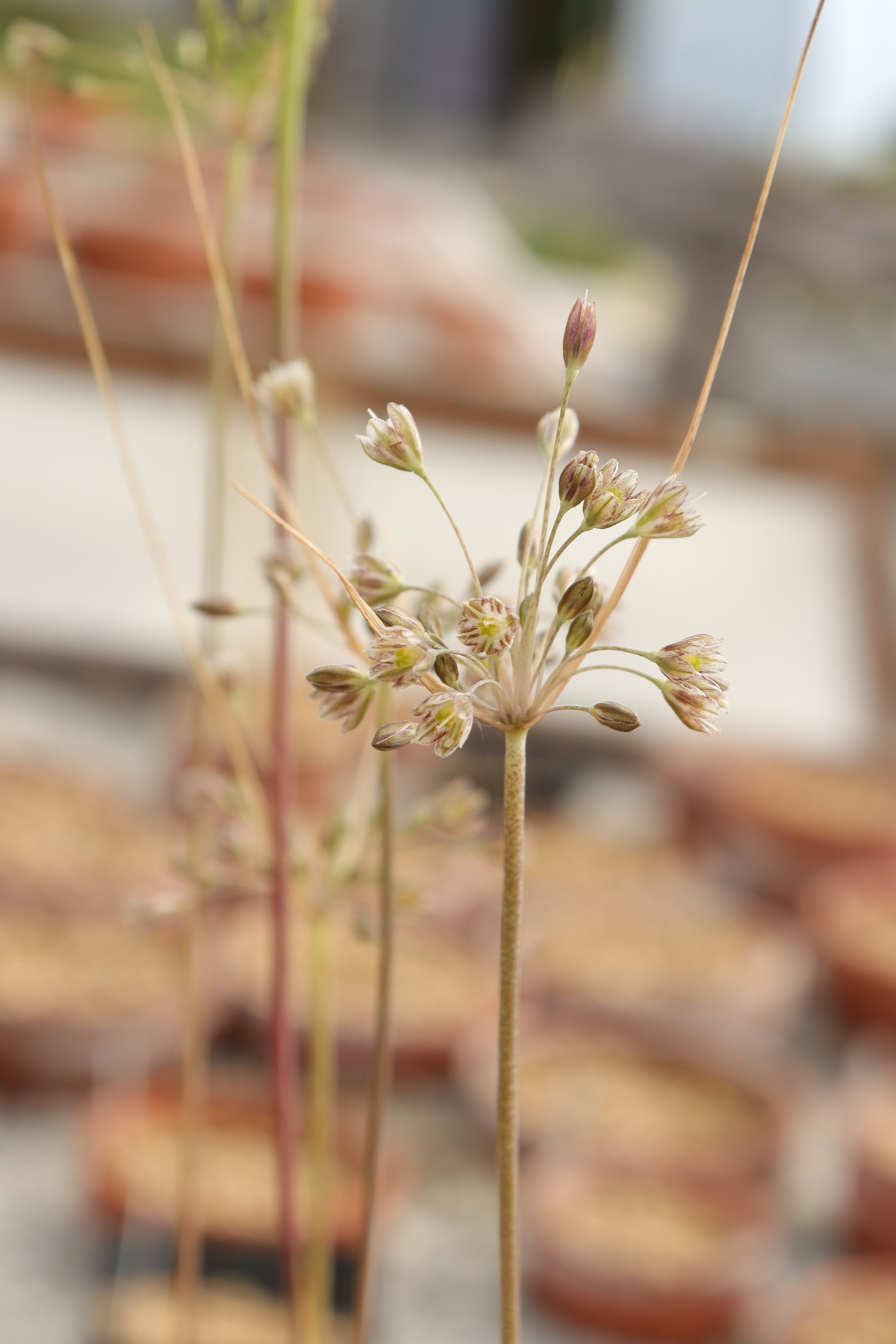 Allium autumnale OP211197