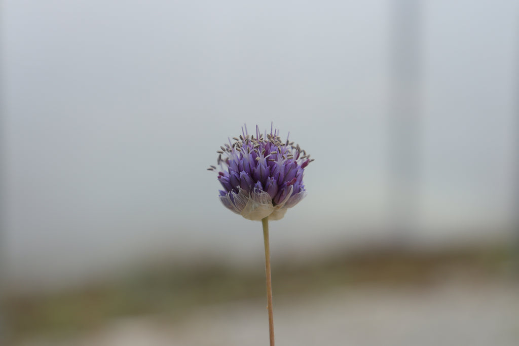 Allium scabriflorum
