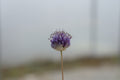 Allium scabriflorum