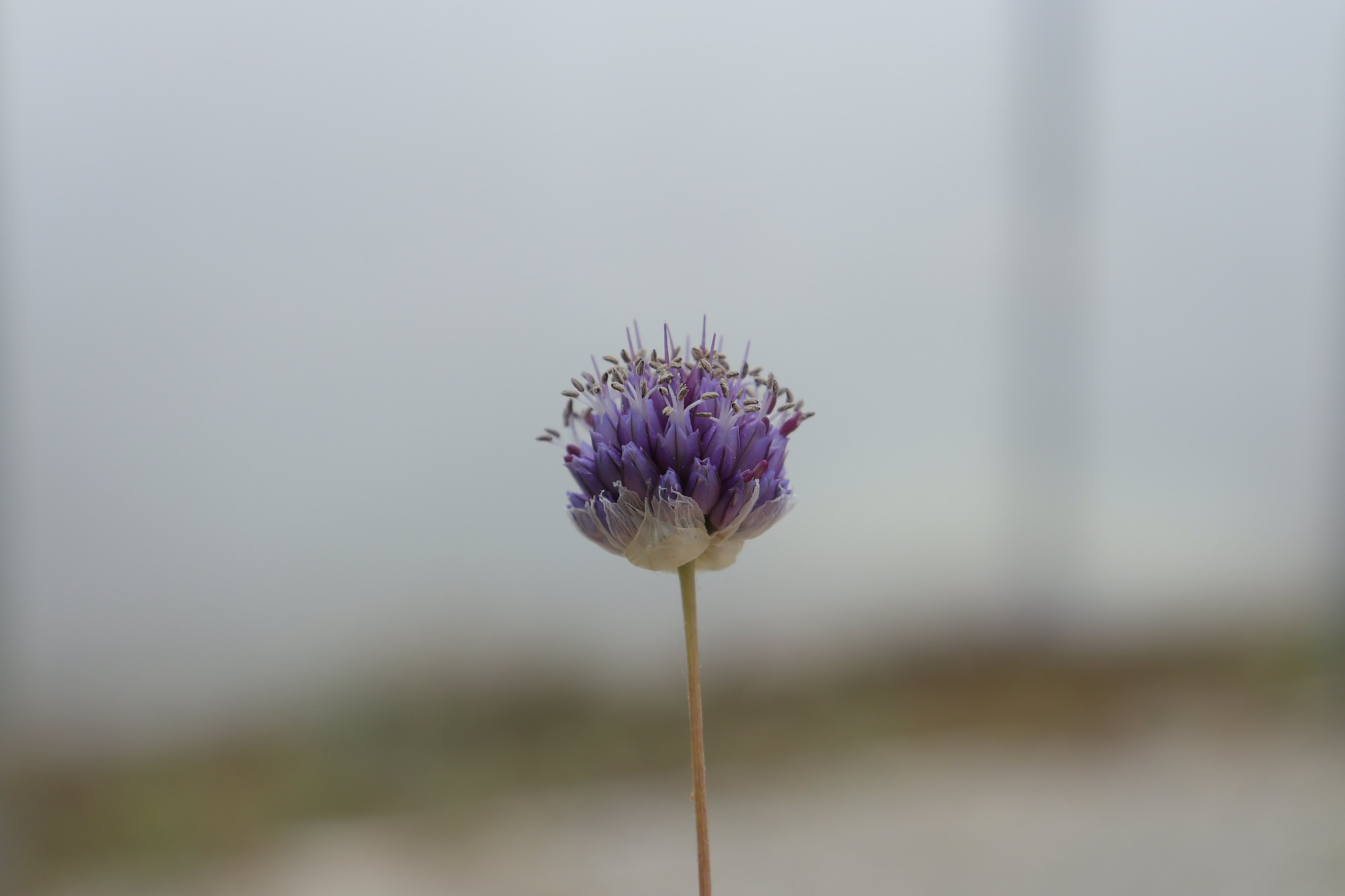 Allium scabriflorum