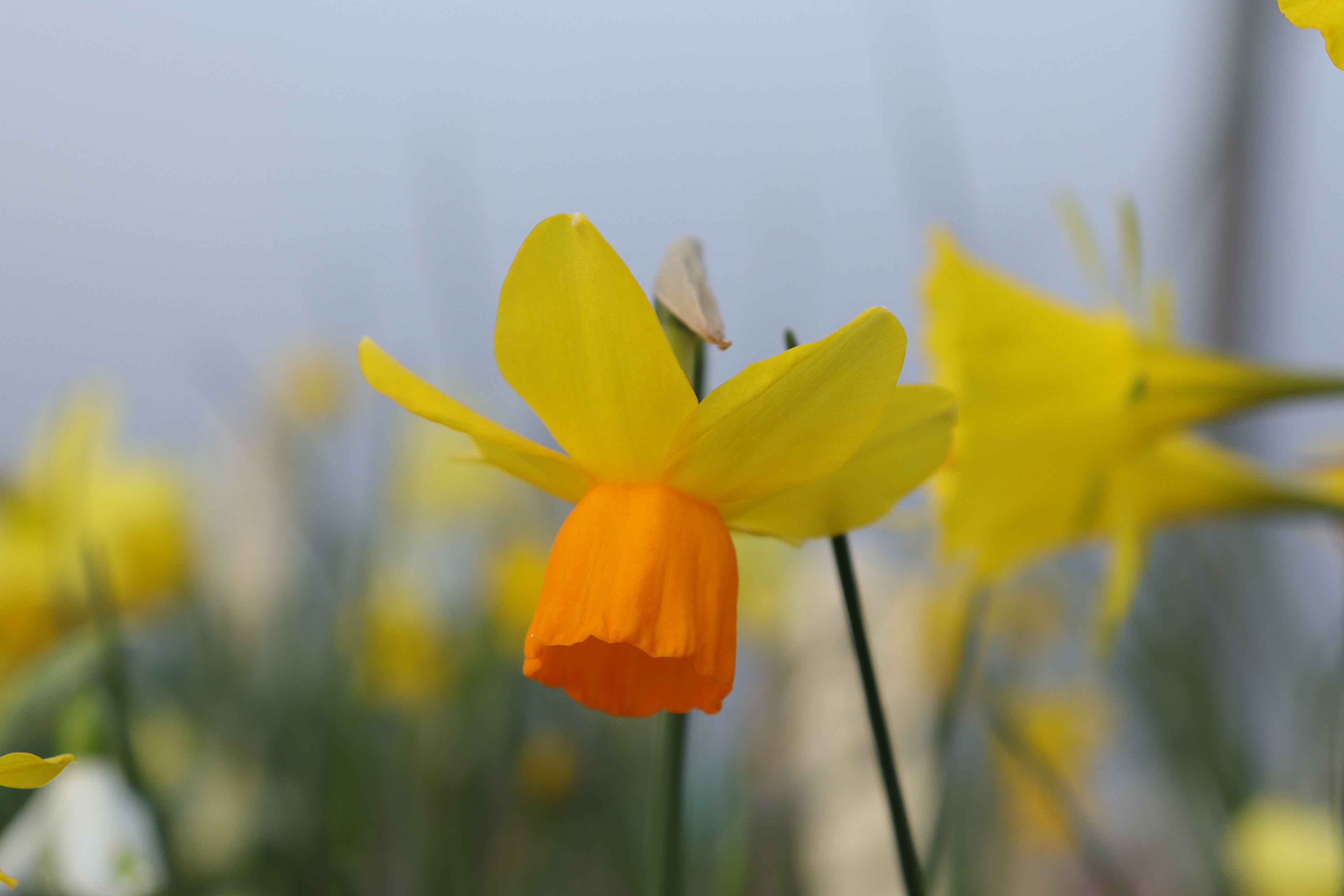 Narcissus 'Great Try'
