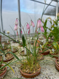 Acis trichophylla