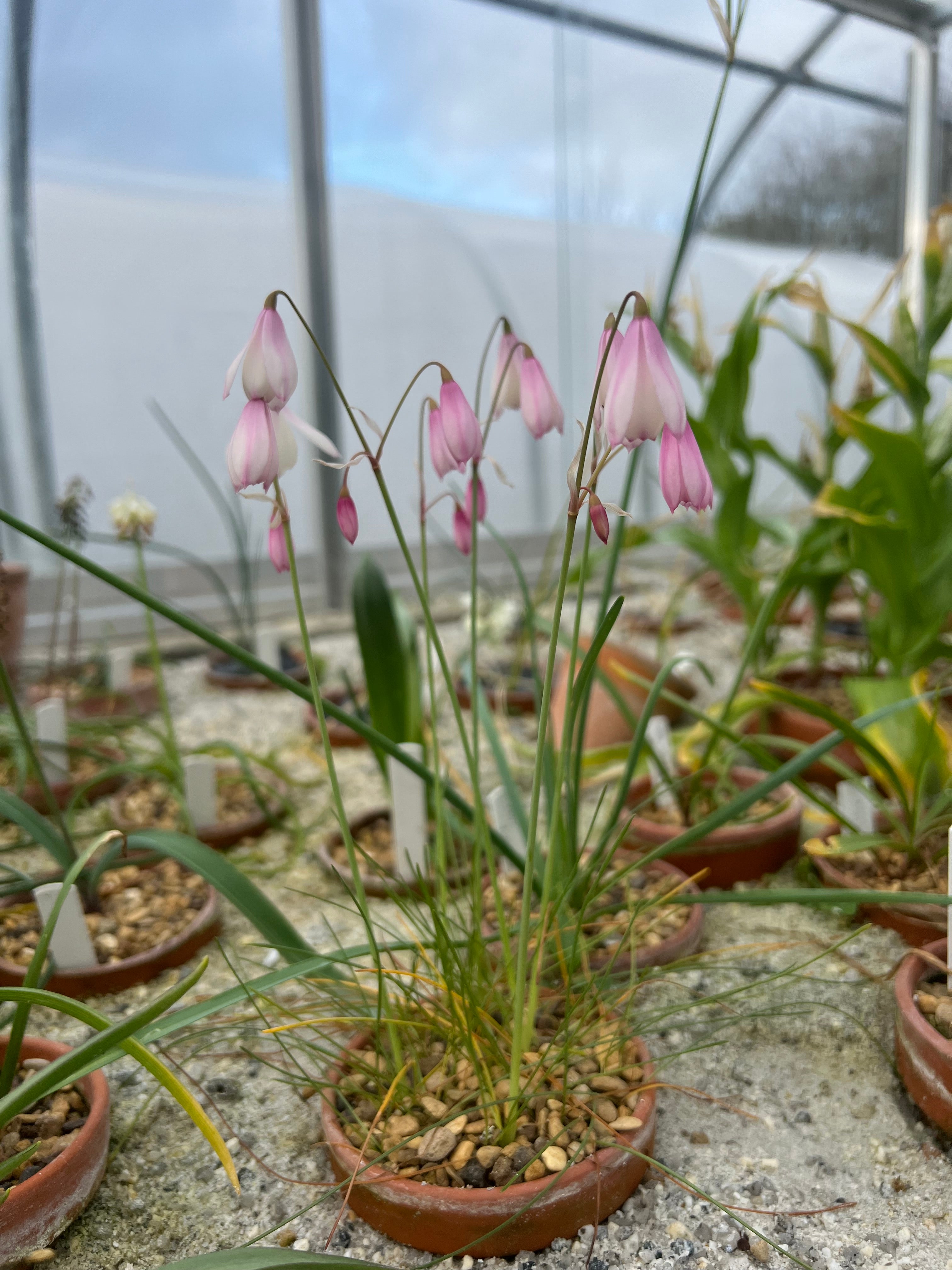 Acis trichophylla