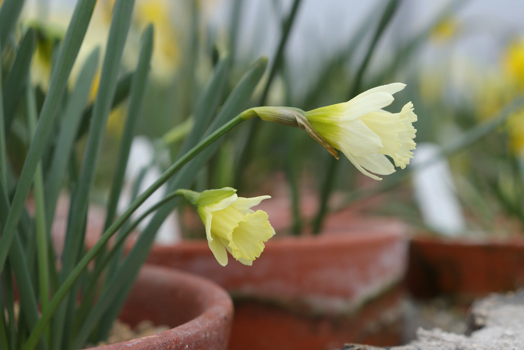 Narcissus 'Pet Lamb'
