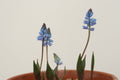 Hyacinthella lazulina
