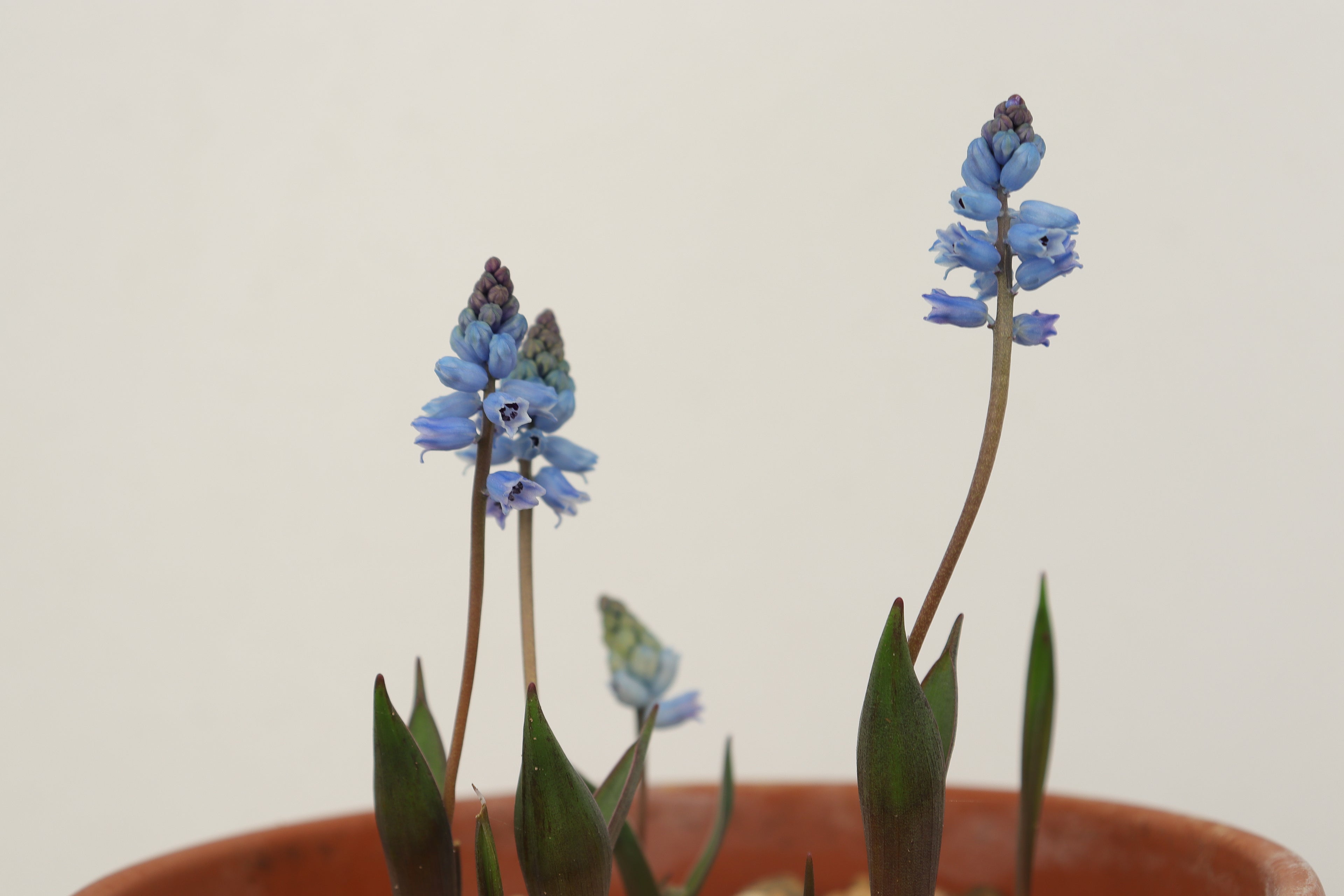 Hyacinthella lazulina