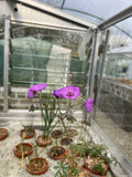 Geranium transversale Rosea