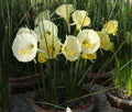 Narcissus ‘Columba’