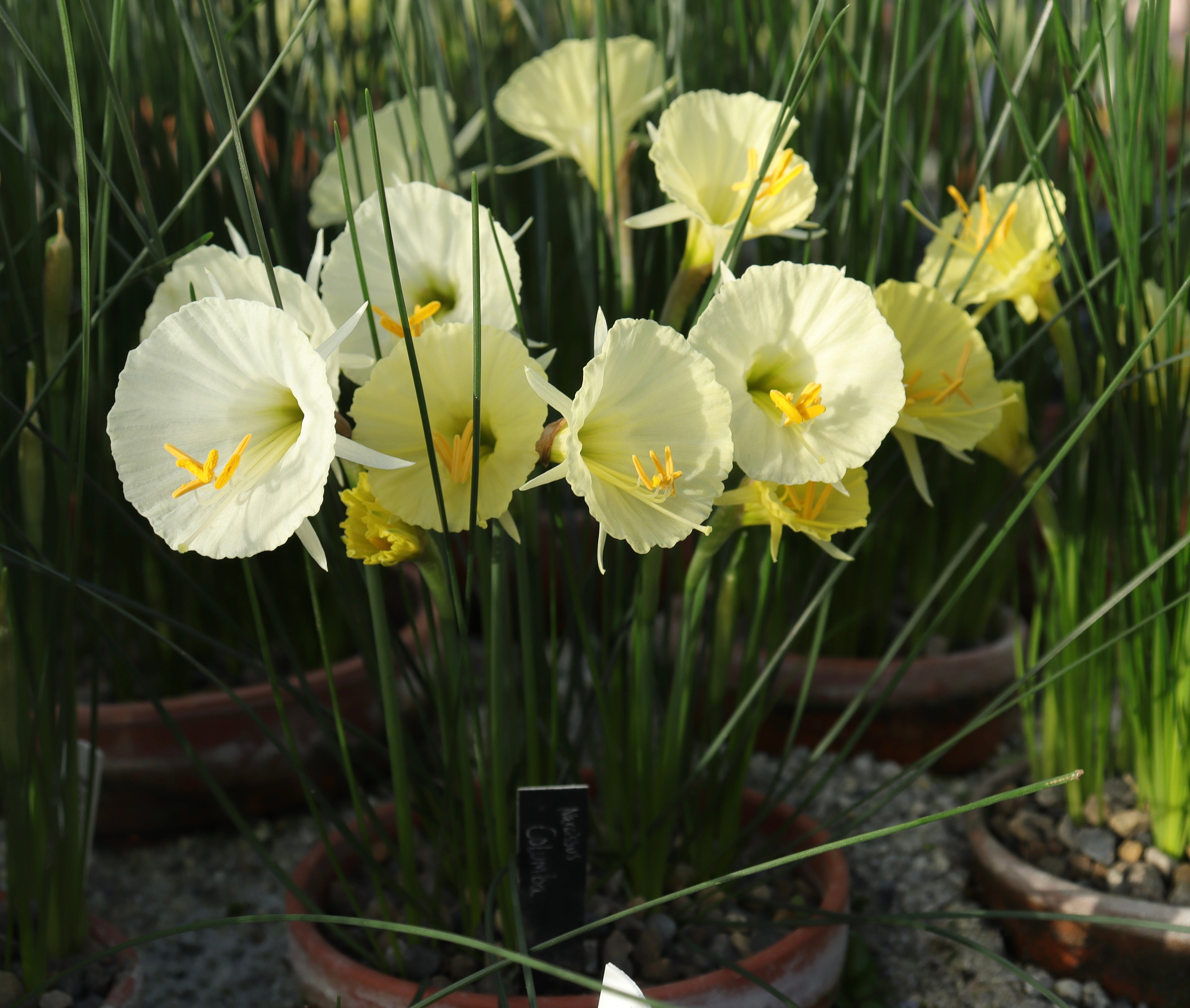 Narcissus ‘Columba’