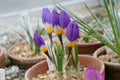 Crocus sublimis tricolor