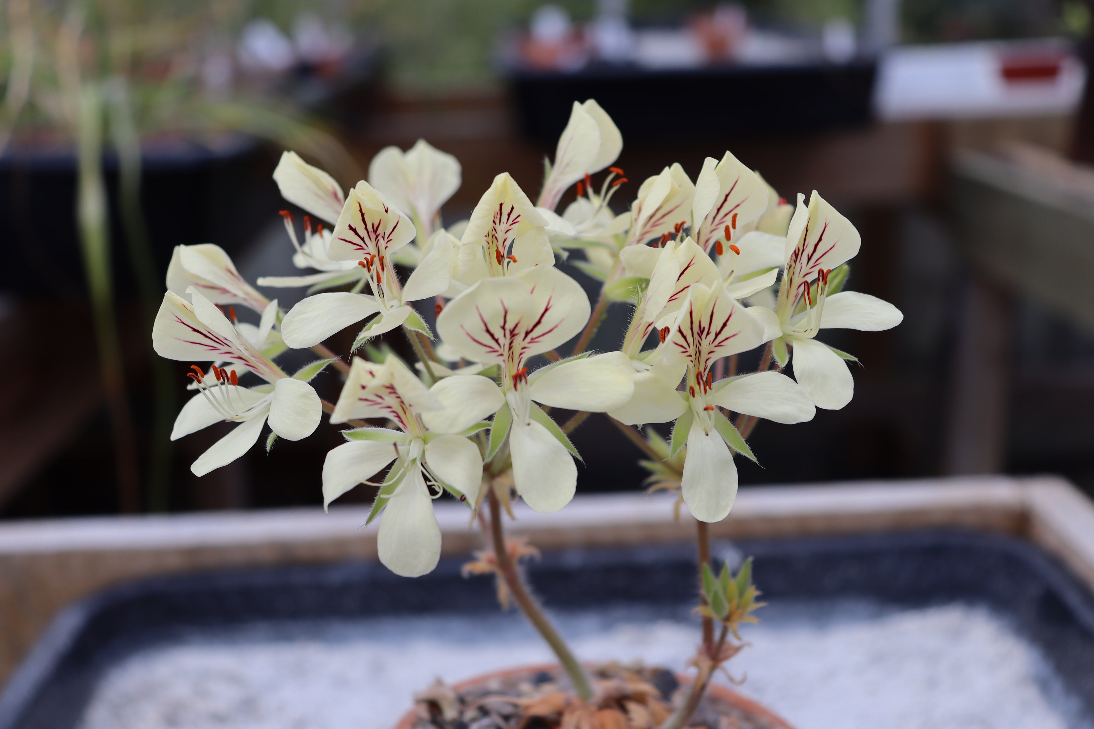 Pelargonium oblongatum