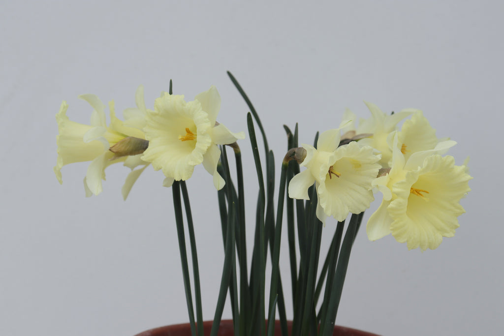 Narcissus 'Trumpet Voluntary'
