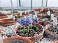 Hyacinthoides ciliolata