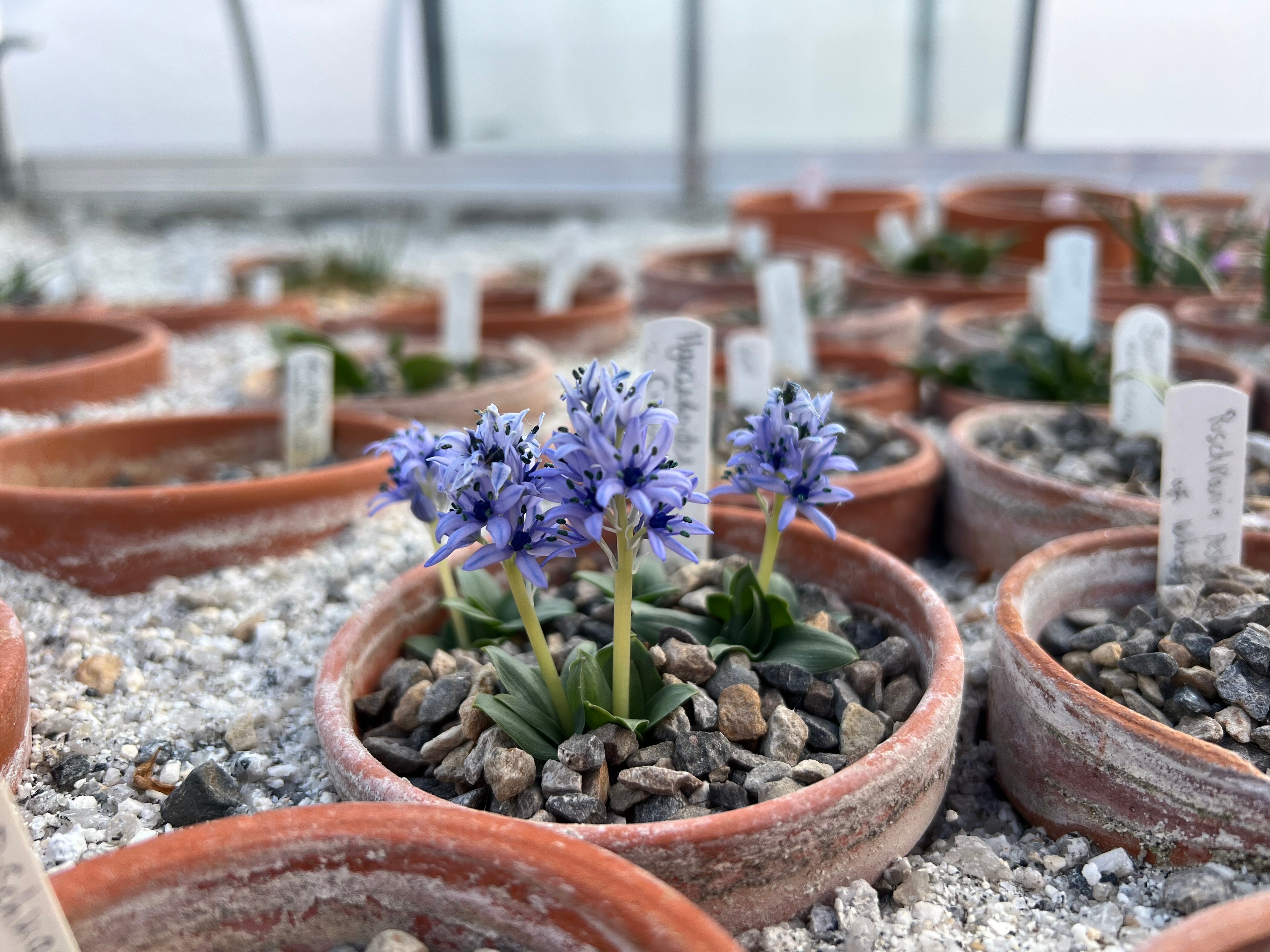 Hyacinthoides ciliolata