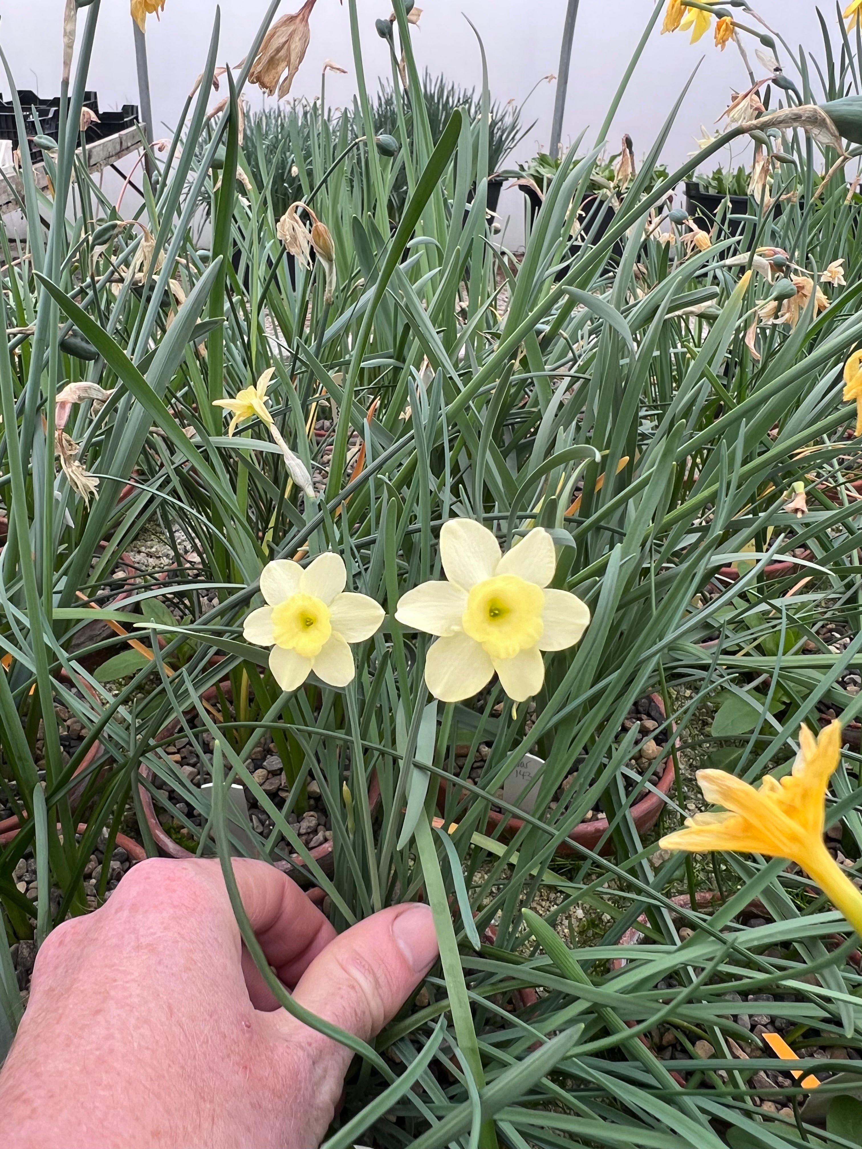 Narcissus 'Crème Fraîche Group'