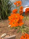Ornithogalum dubium