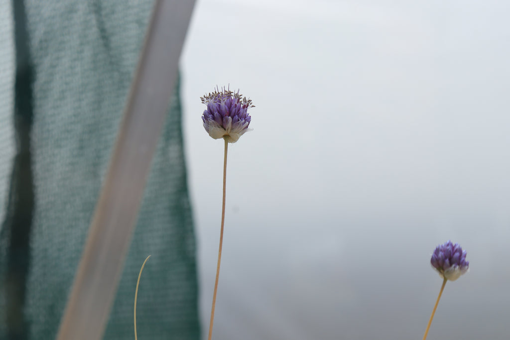Allium scabriflorum