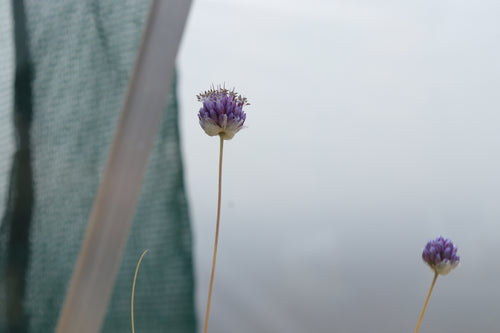 Allium scabriflorum
