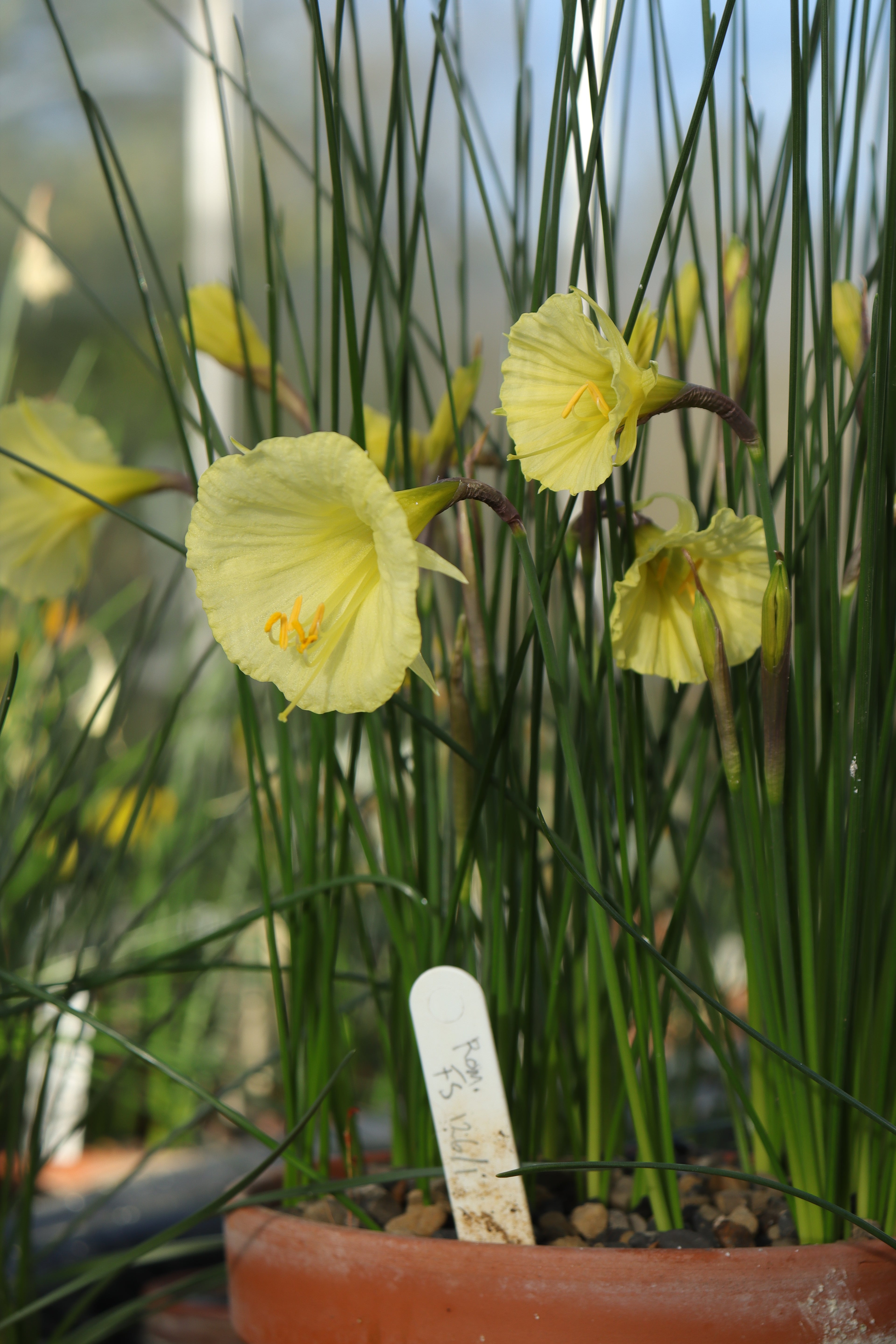 Narcissus romieuxii FS126/1