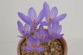 Crocus archibaldiorum