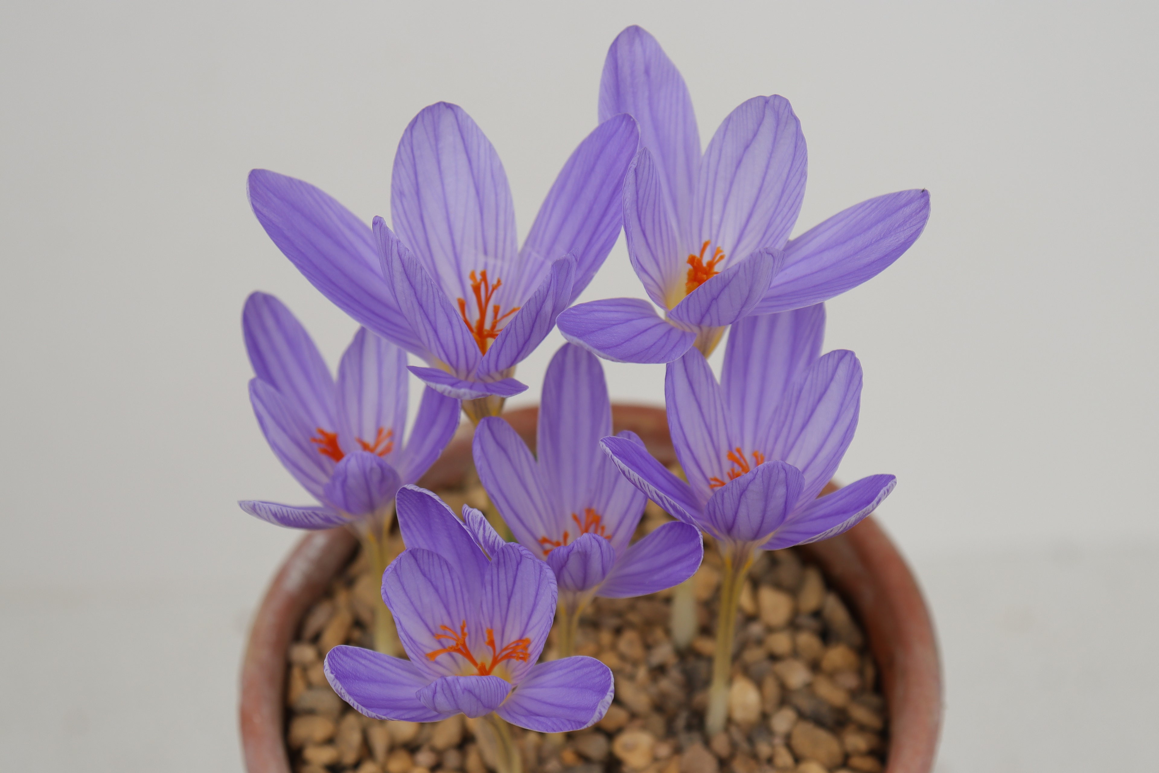 Crocus archibaldiorum