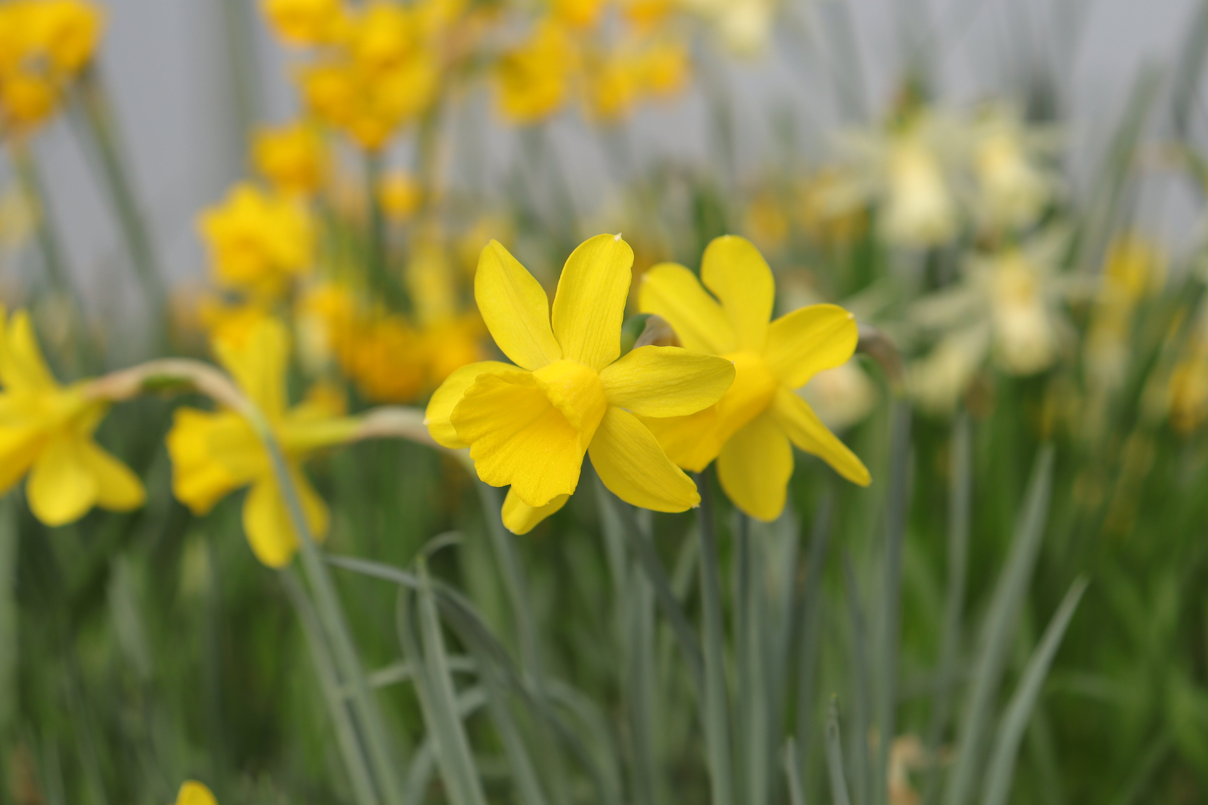 Narcissus 'Rubilina'