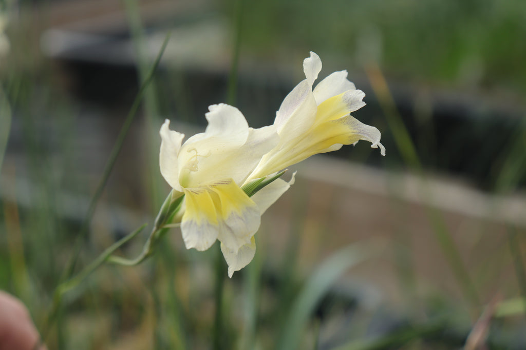 Gladiolus ?trichonemifolius