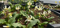 Erythronium californicum ‘White Beauty’