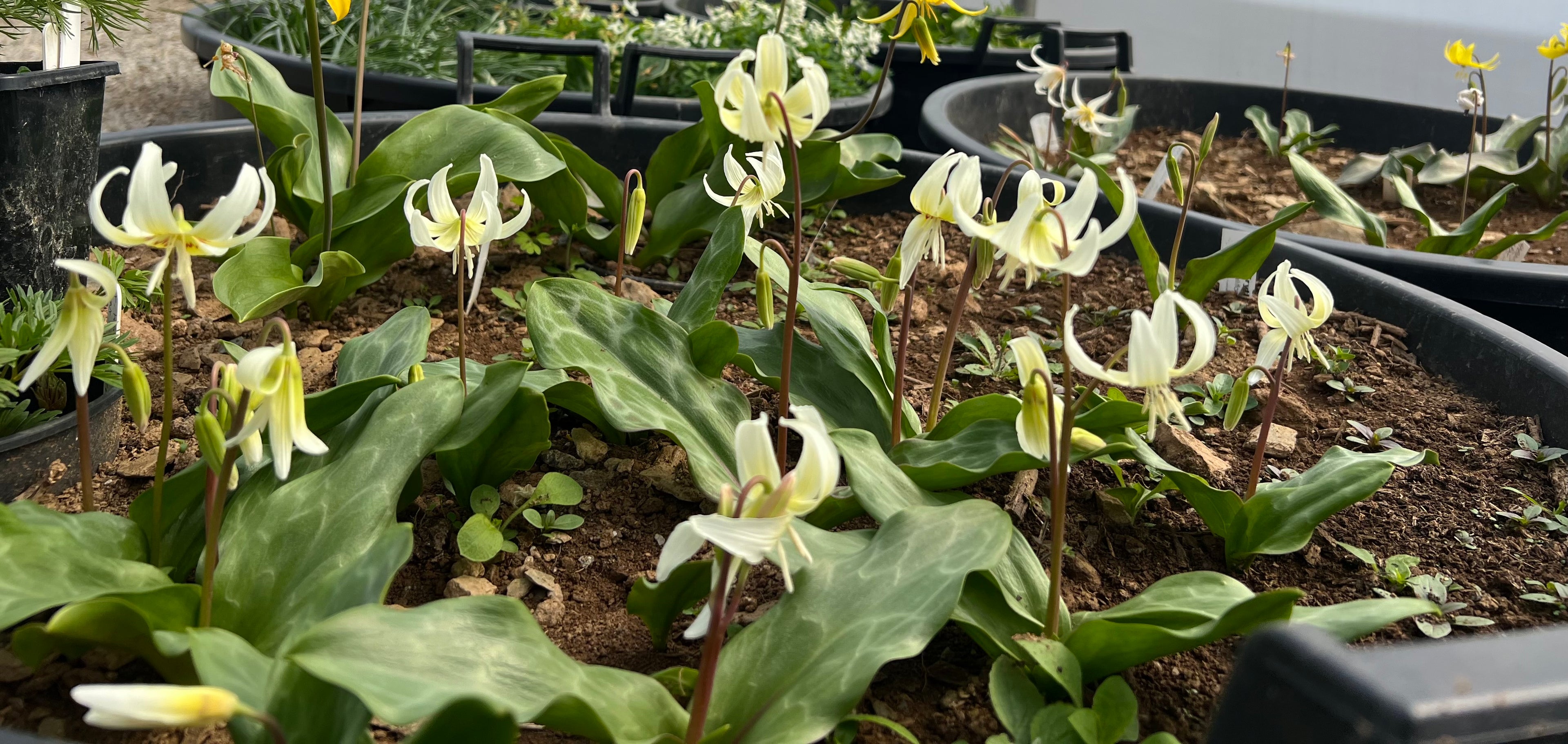 Erythronium californicum ‘White Beauty’