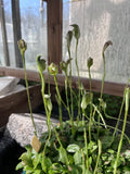 Pterostylis curta