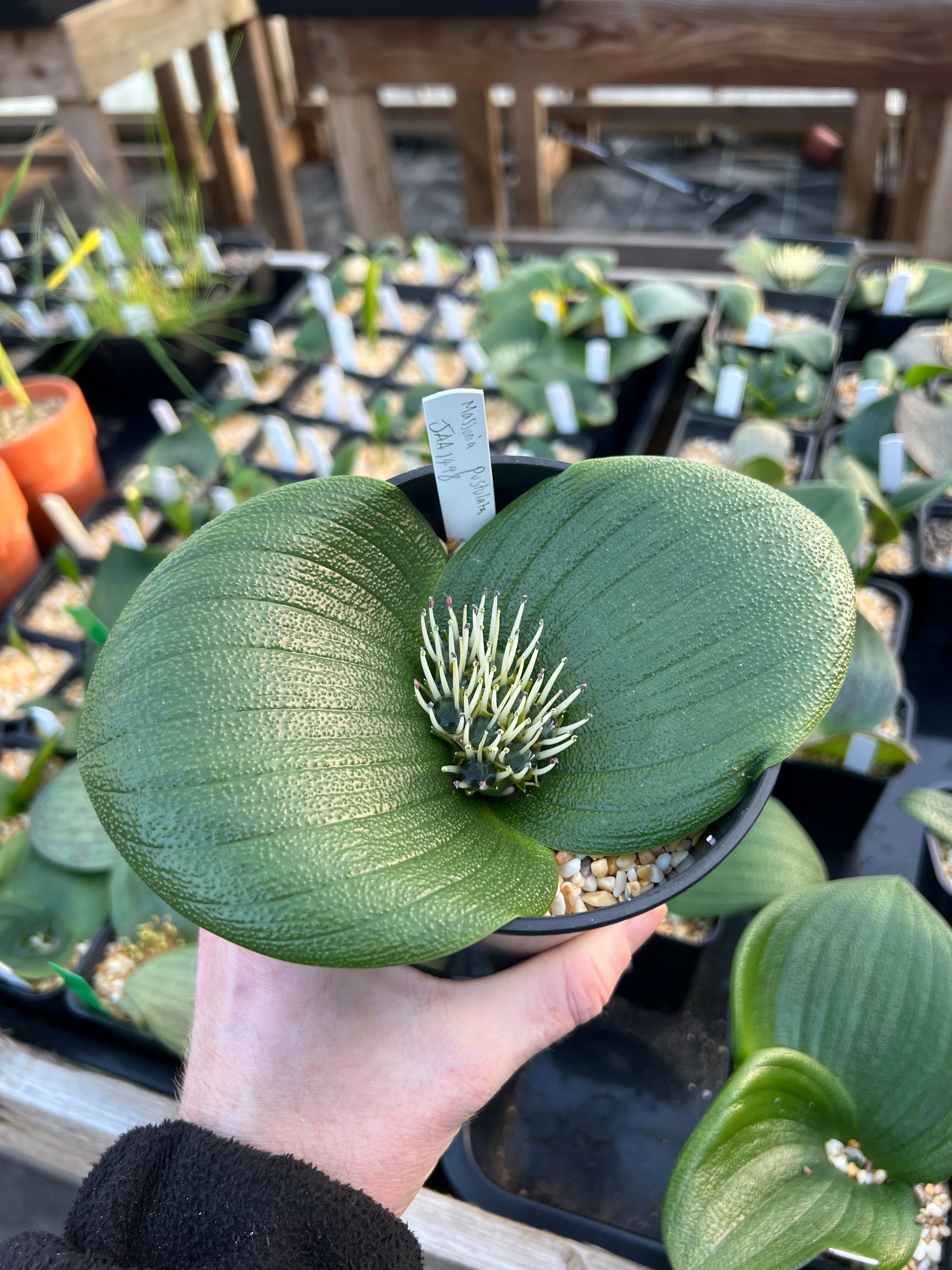 Massonia pustulata