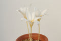 Crocus speciosus Albus