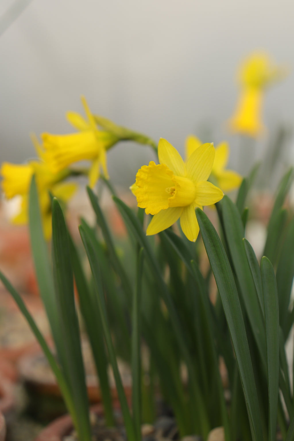 Narcissus 'Punk'