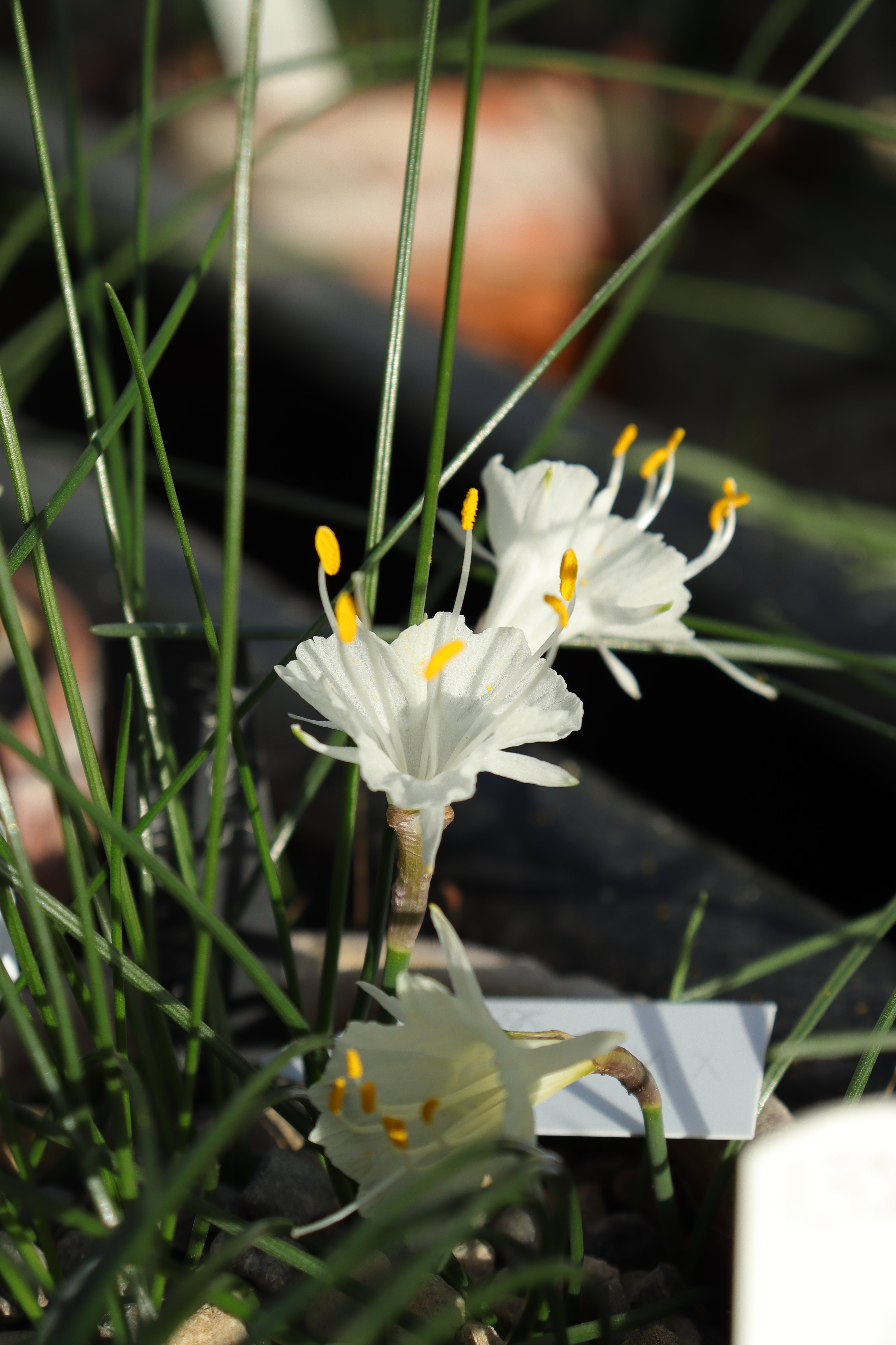 Narcissus cantabricus Rif mountain form