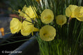 Narcissus ‘Sedna’