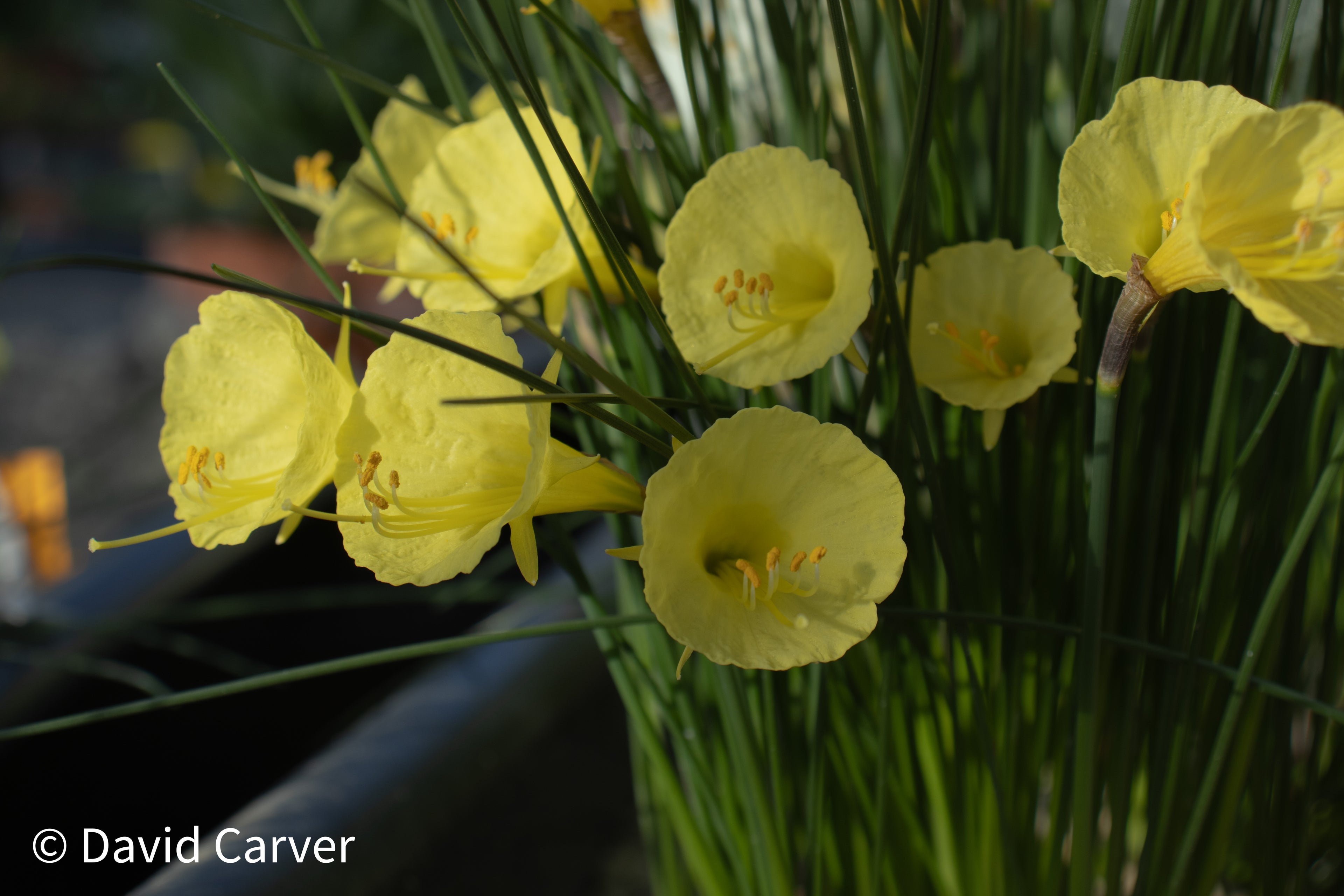 Narcissus ‘Sedna’
