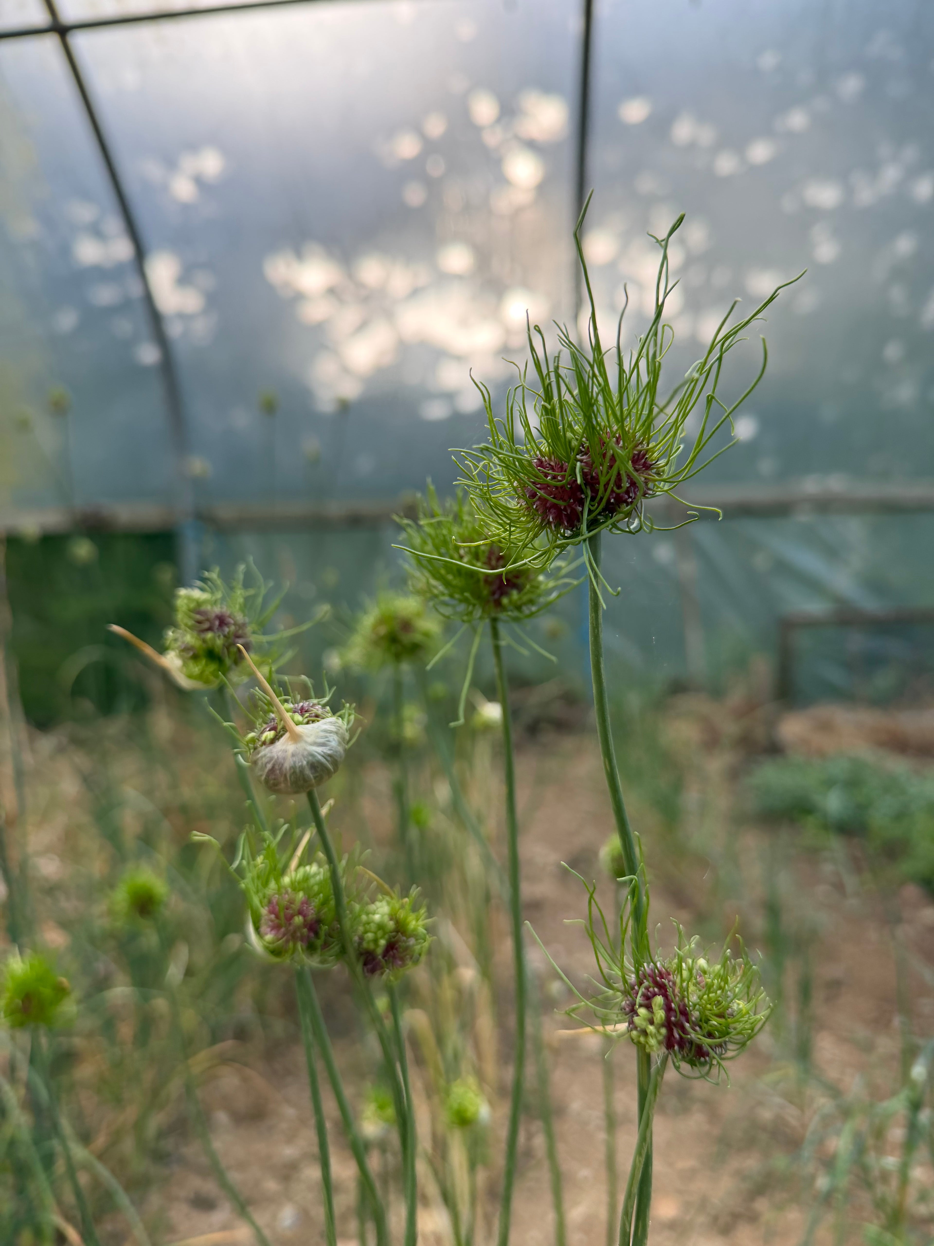 Allium ‘Hair’