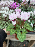 Cyclamen persicum Seed