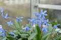 Scilla caucasica