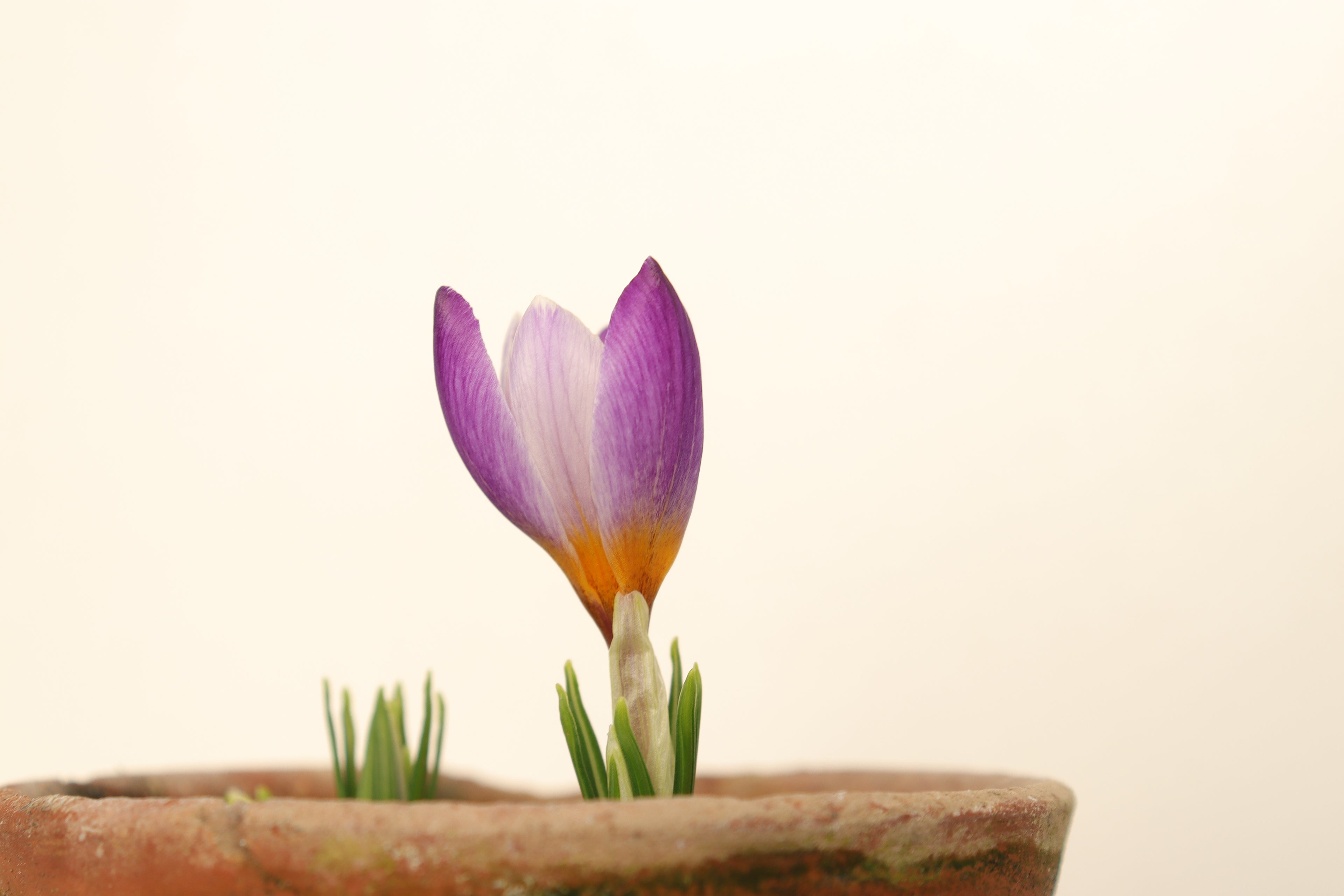 Crocus sieberi 'Touch of Lilac'