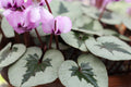 Cyclamen coum seed